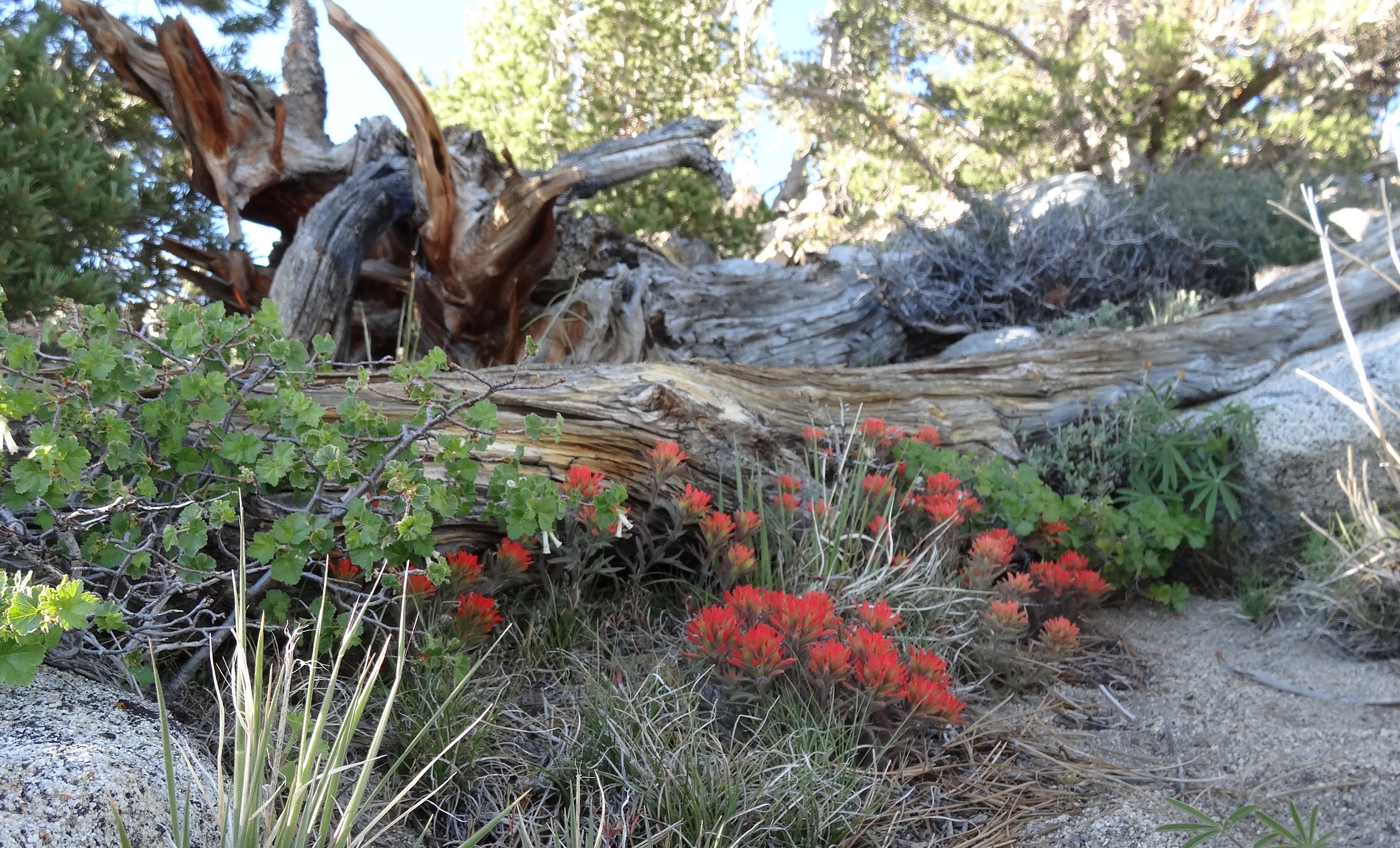 Along the trail to the summit of Mt. Rose.